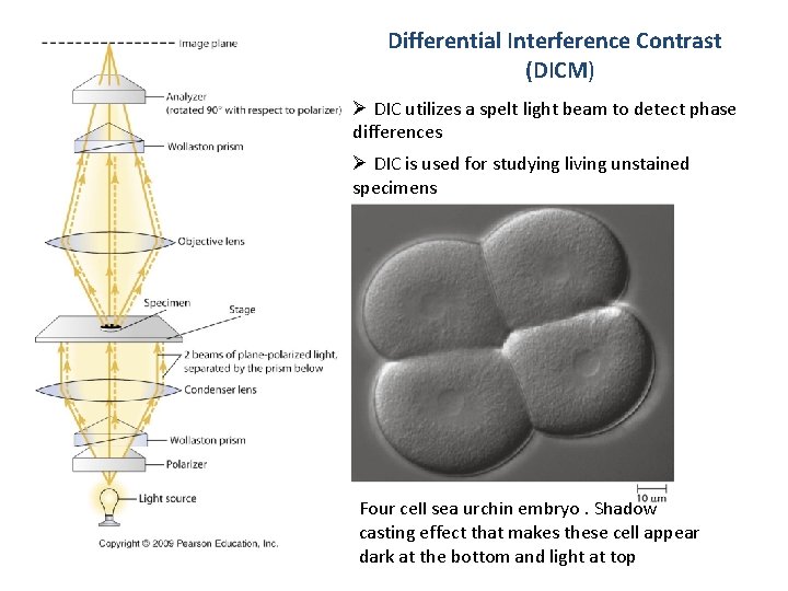 Differential Interference Contrast (DICM) Ø DIC utilizes a spelt light beam to detect phase