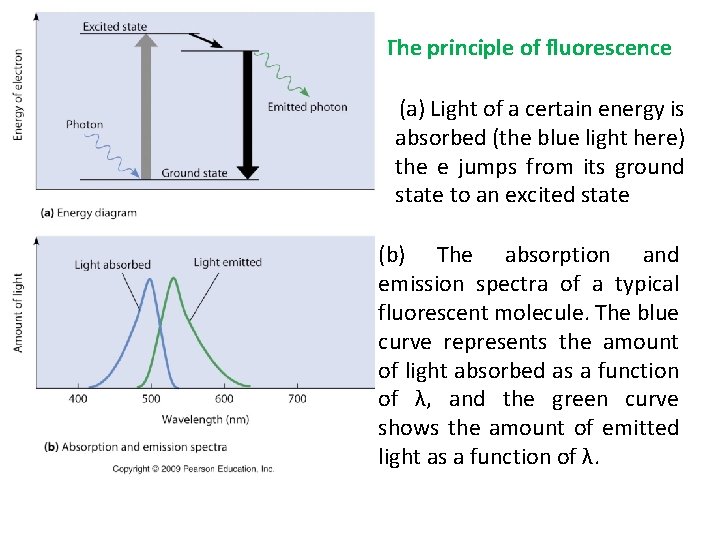 The principle of fluorescence (a) Light of a certain energy is absorbed (the blue