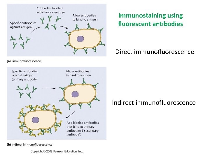 Immunostaining using fluorescent antibodies Direct immunofluorescence Indirect immunofluorescence 