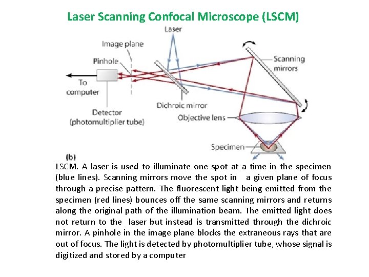 Laser Scanning Confocal Microscope (LSCM) LSCM. A laser is used to illuminate one spot