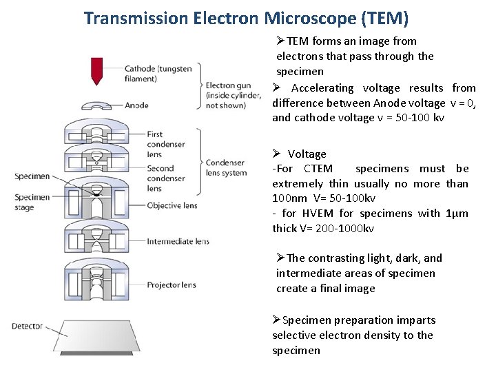 Transmission Electron Microscope (TEM) ØTEM forms an image from electrons that pass through the