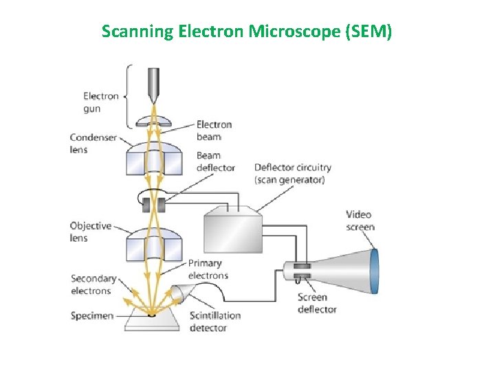Scanning Electron Microscope (SEM) 