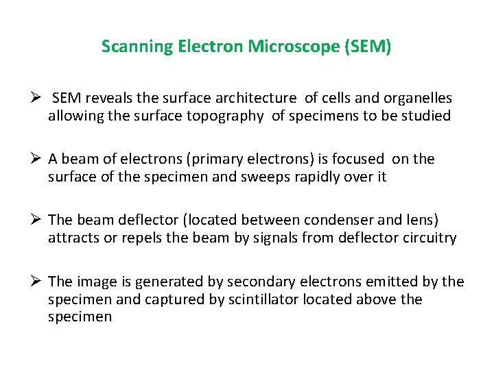 Scanning Electron Microscope (SEM) Ø SEM reveals the surface architecture of cells and organelles