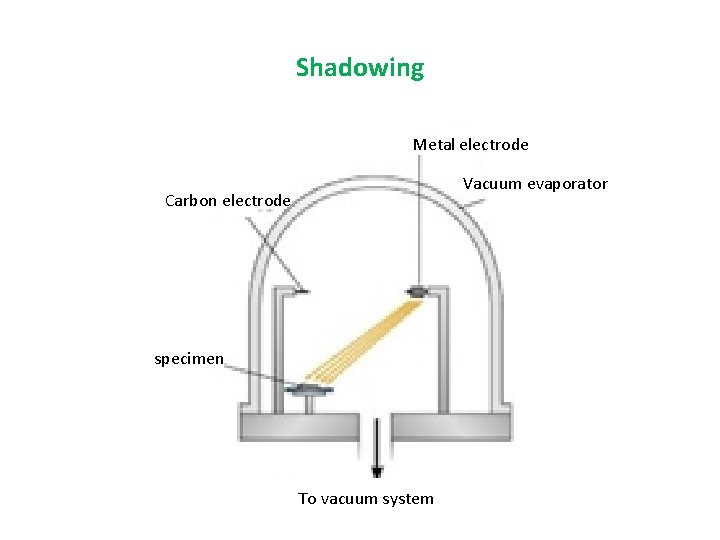 Shadowing Metal electrode Vacuum evaporator Carbon electrode specimen To vacuum system 