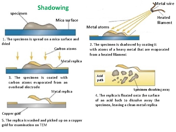 specimen Metal wire Shadowing Mica surface Metal atoms 1. The specimen is spread on