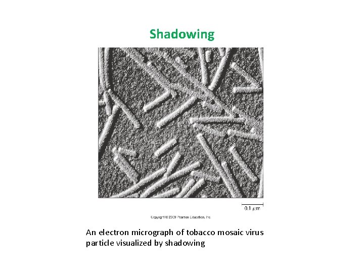 Shadowing An electron micrograph of tobacco mosaic virus particle visualized by shadowing 