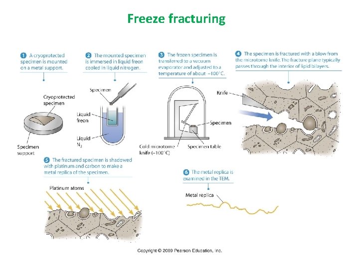 Freeze fracturing 