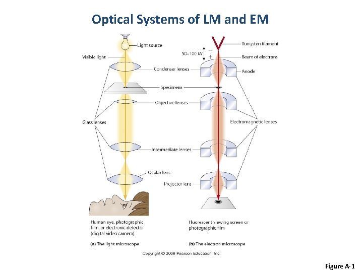 Optical Systems of LM and EM Figure A-1 