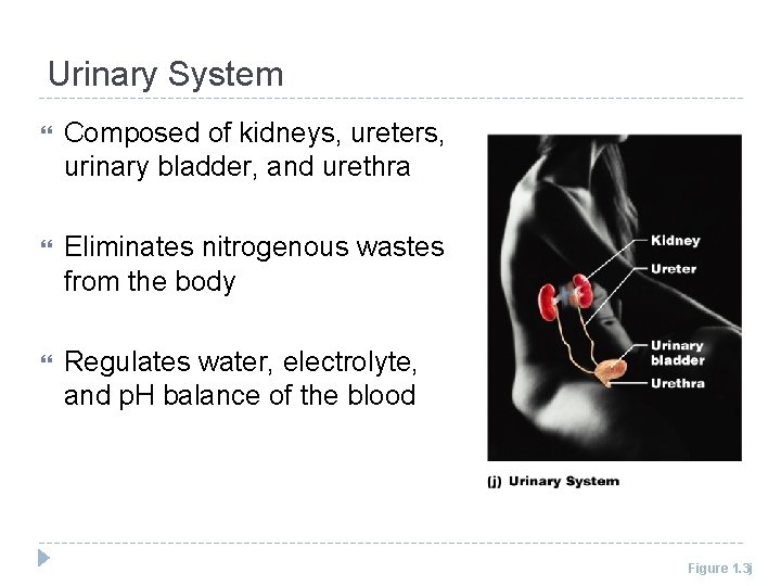 Urinary System Composed of kidneys, ureters, urinary bladder, and urethra Eliminates nitrogenous wastes from