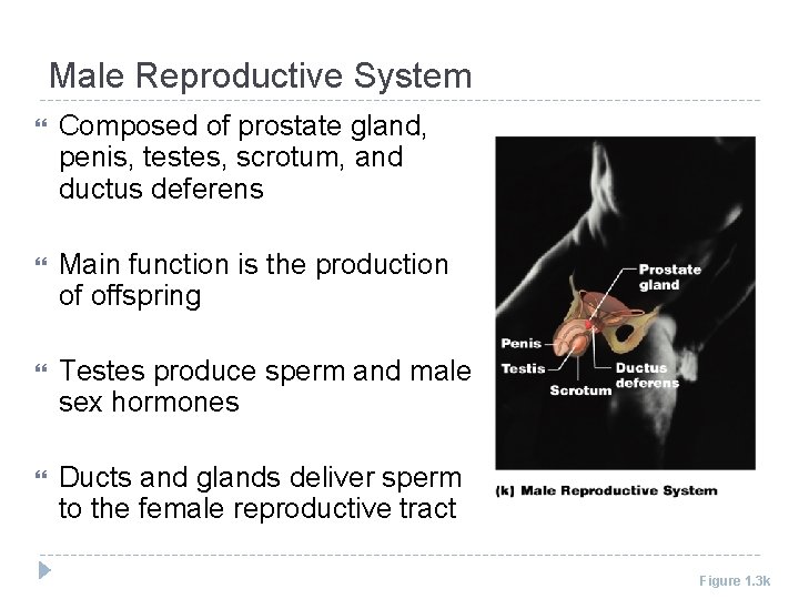 Male Reproductive System Composed of prostate gland, penis, testes, scrotum, and ductus deferens Main