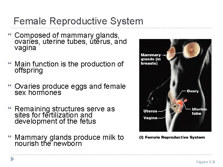 Female Reproductive System Composed of mammary glands, ovaries, uterine tubes, uterus, and vagina Main