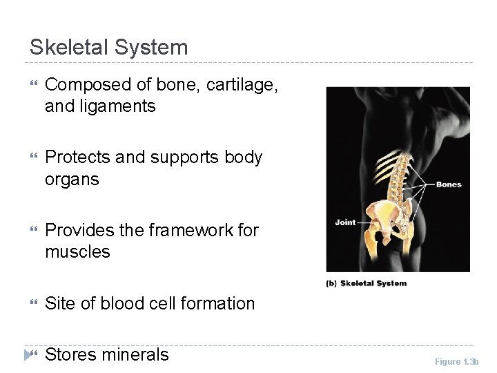 Skeletal System Composed of bone, cartilage, and ligaments Protects and supports body organs Provides