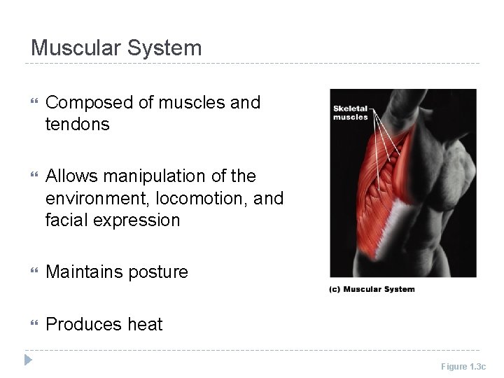 Muscular System Composed of muscles and tendons Allows manipulation of the environment, locomotion, and