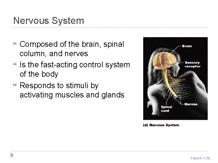 Nervous System Composed of the brain, spinal column, and nerves Is the fast-acting control