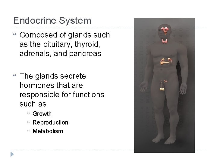 Endocrine System Composed of glands such as the pituitary, thyroid, adrenals, and pancreas The