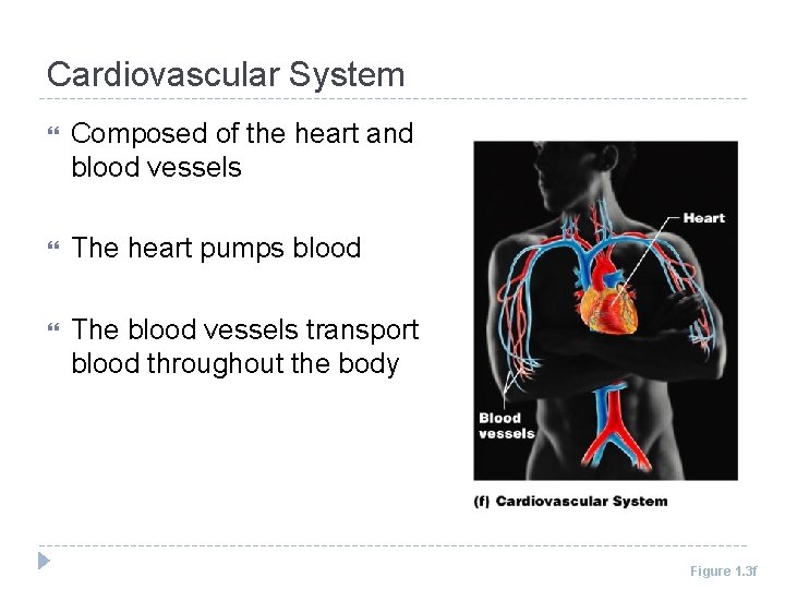 Cardiovascular System Composed of the heart and blood vessels The heart pumps blood The