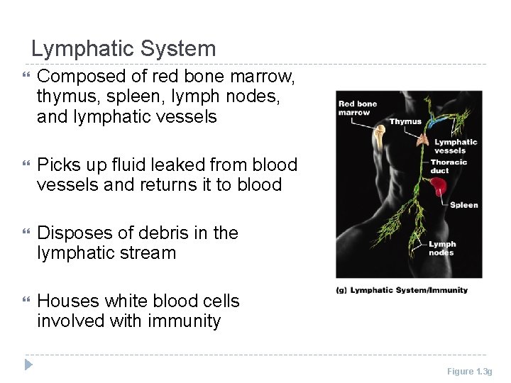 Lymphatic System Composed of red bone marrow, thymus, spleen, lymph nodes, and lymphatic vessels