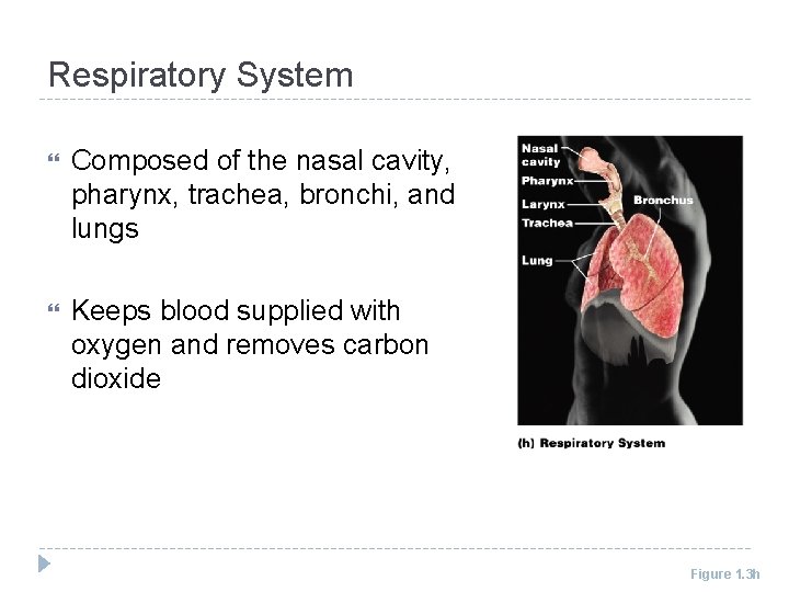 Respiratory System Composed of the nasal cavity, pharynx, trachea, bronchi, and lungs Keeps blood