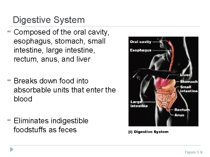 Digestive System Composed of the oral cavity, esophagus, stomach, small intestine, large intestine, rectum,