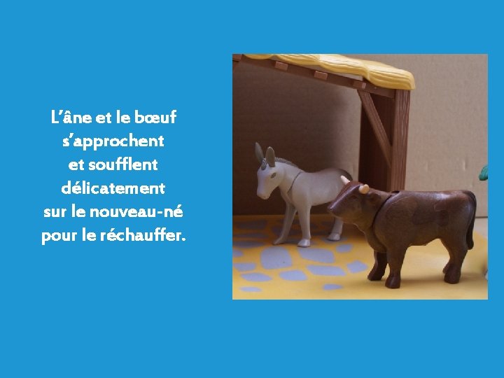 L’âne et le bœuf s’approchent et soufflent délicatement sur le nouveau-né pour le réchauffer.