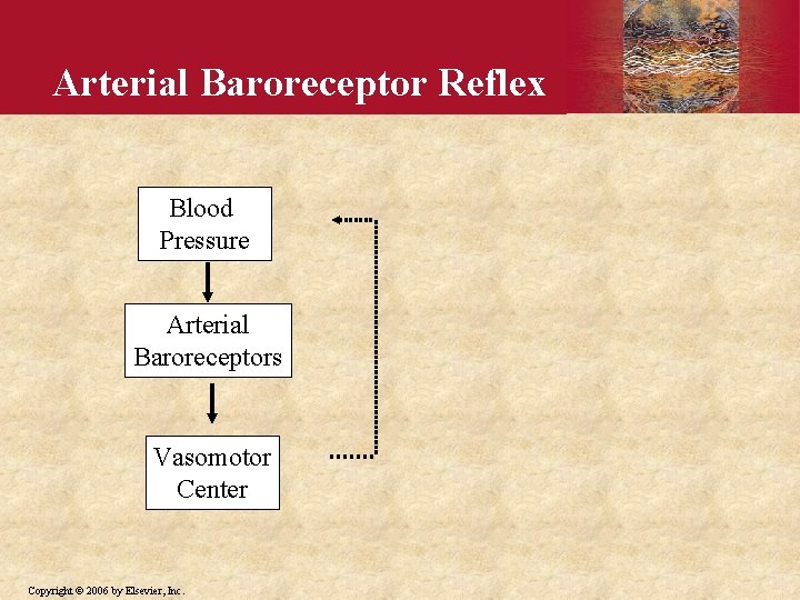 Arterial Baroreceptor Reflex Blood Pressure Arterial Baroreceptors Vasomotor Center Copyright © 2006 by Elsevier,