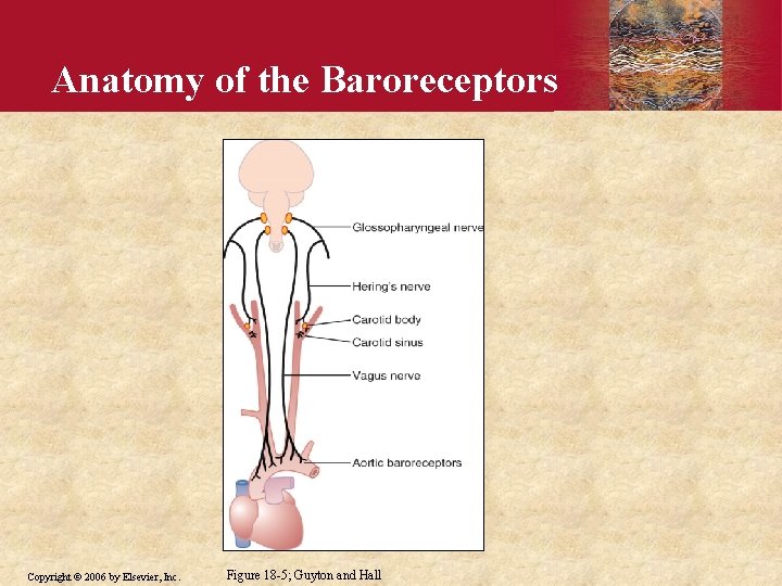 Anatomy of the Baroreceptors Copyright © 2006 by Elsevier, Inc. Figure 18 -5; Guyton