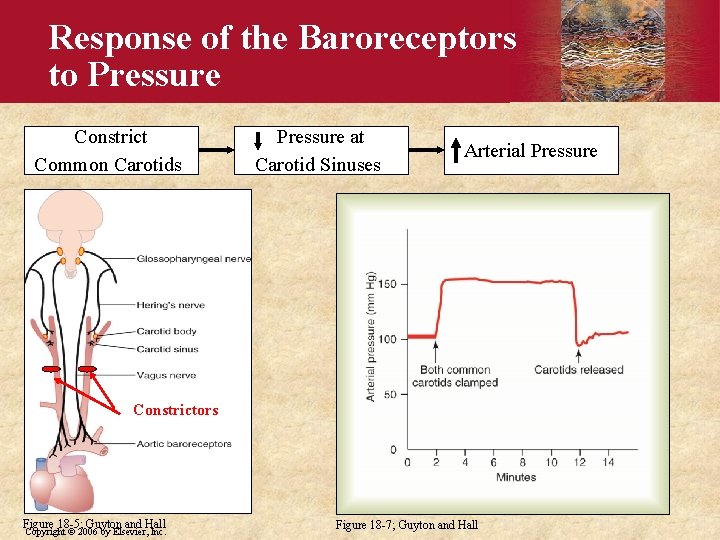 Response of the Baroreceptors to Pressure Constrict Common Carotids Pressure at Carotid Sinuses Arterial