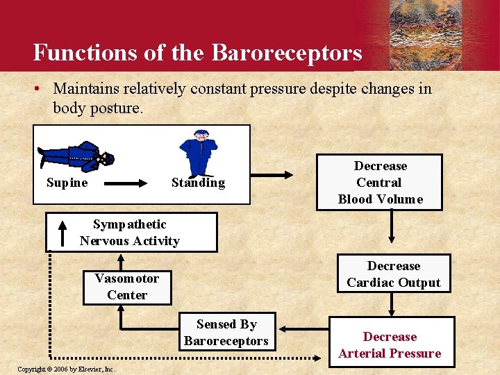 Functions of the Baroreceptors • Maintains relatively constant pressure despite changes in body posture.