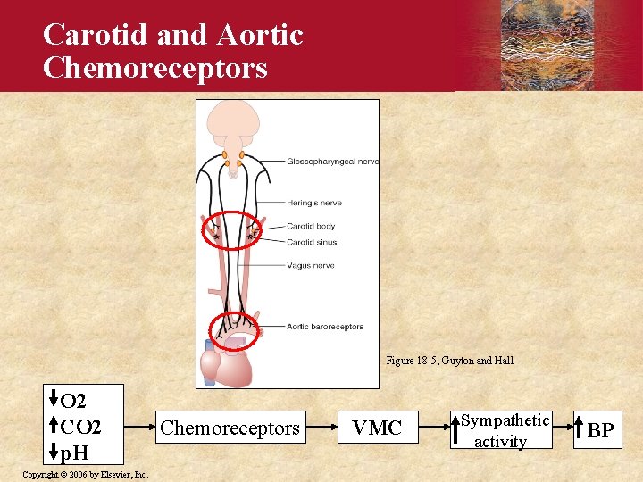 Carotid and Aortic Chemoreceptors Figure 18 -5; Guyton and Hall O 2 CO 2