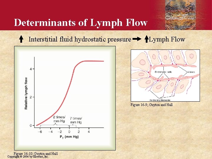 Determinants of Lymph Flow Interstitial fluid hydrostatic pressure Lymph Flow Figure 16 -9; Guyton