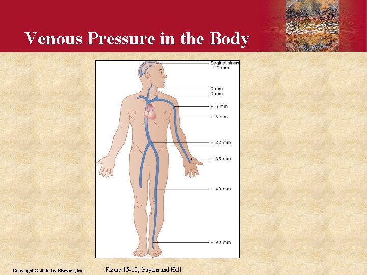 Venous Pressure in the Body Copyright © 2006 by Elsevier, Inc. Figure 15 -10;