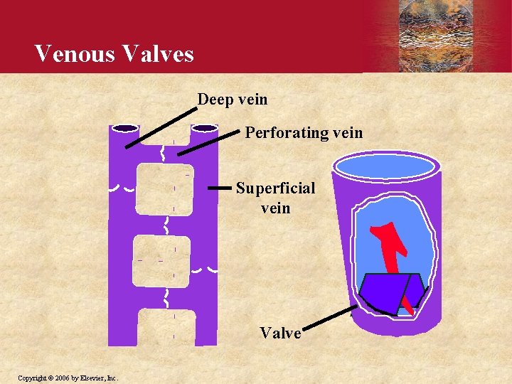 Venous Valves Deep vein Perforating vein Superficial vein Valve Copyright © 2006 by Elsevier,