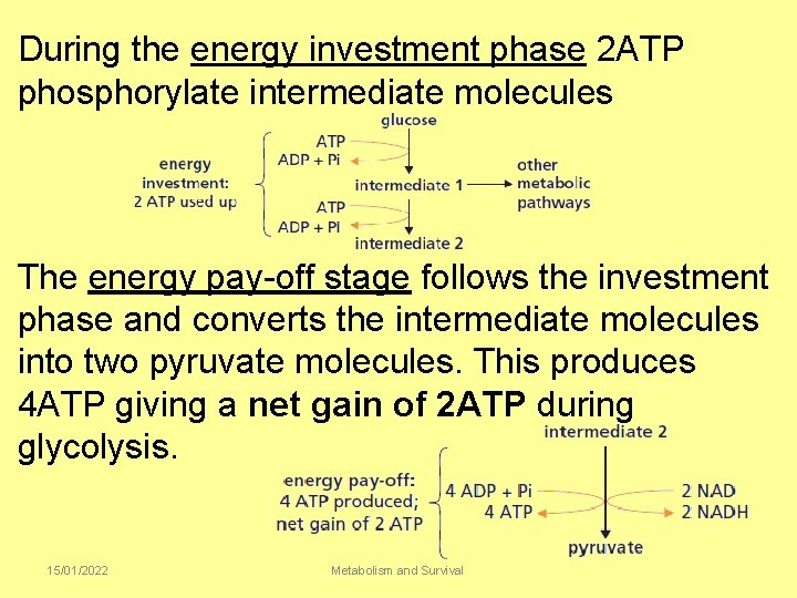 During the energy investment phase 2 ATP phosphorylate intermediate molecules The energy pay-off stage