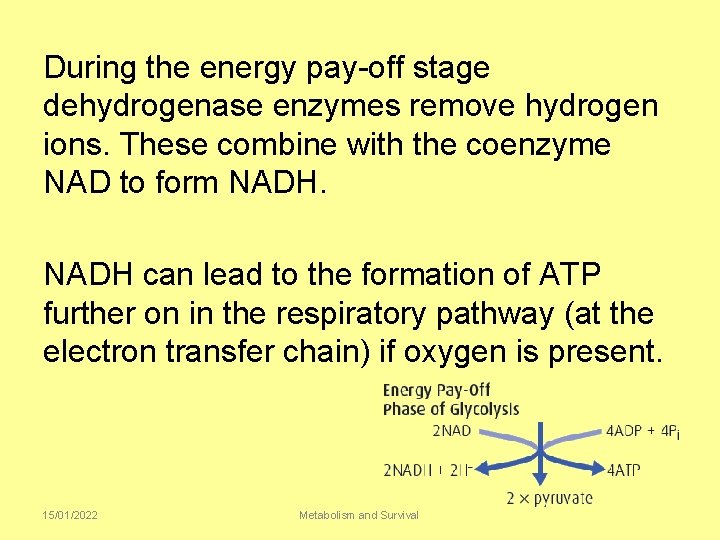 During the energy pay-off stage dehydrogenase enzymes remove hydrogen ions. These combine with the