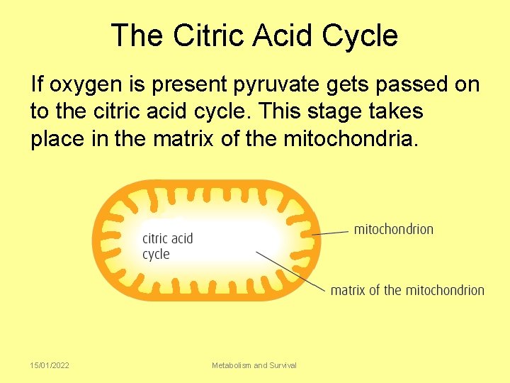 The Citric Acid Cycle If oxygen is present pyruvate gets passed on to the