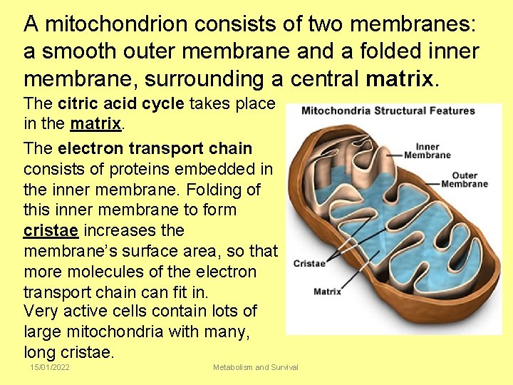 A mitochondrion consists of two membranes: a smooth outer membrane and a folded inner