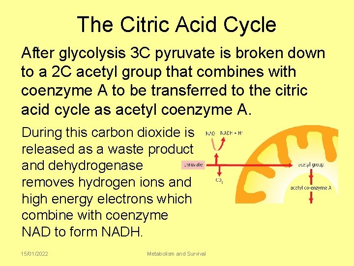 The Citric Acid Cycle After glycolysis 3 C pyruvate is broken down to a