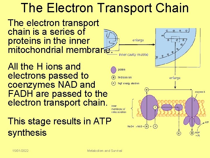 The Electron Transport Chain The electron transport chain is a series of proteins in
