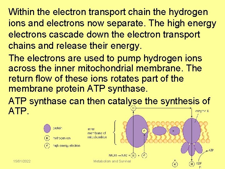 Within the electron transport chain the hydrogen ions and electrons now separate. The high
