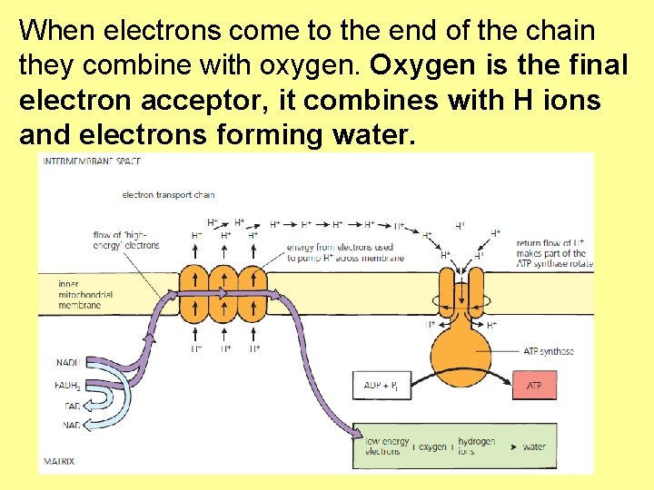 When electrons come to the end of the chain they combine with oxygen. Oxygen