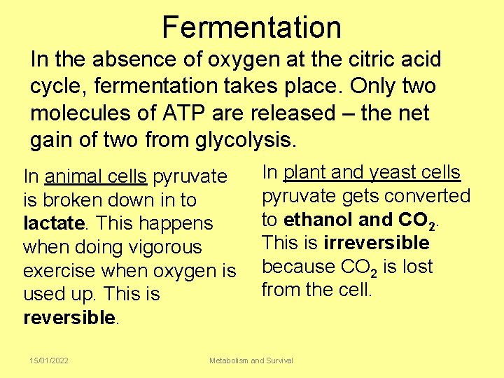 Fermentation In the absence of oxygen at the citric acid cycle, fermentation takes place.