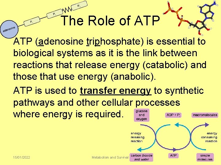 The Role of ATP (adenosine triphosphate) is essential to biological systems as it is