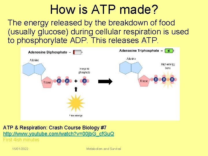 How is ATP made? The energy released by the breakdown of food (usually glucose)