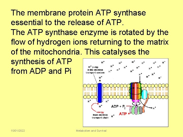 The membrane protein ATP synthase essential to the release of ATP. The ATP synthase