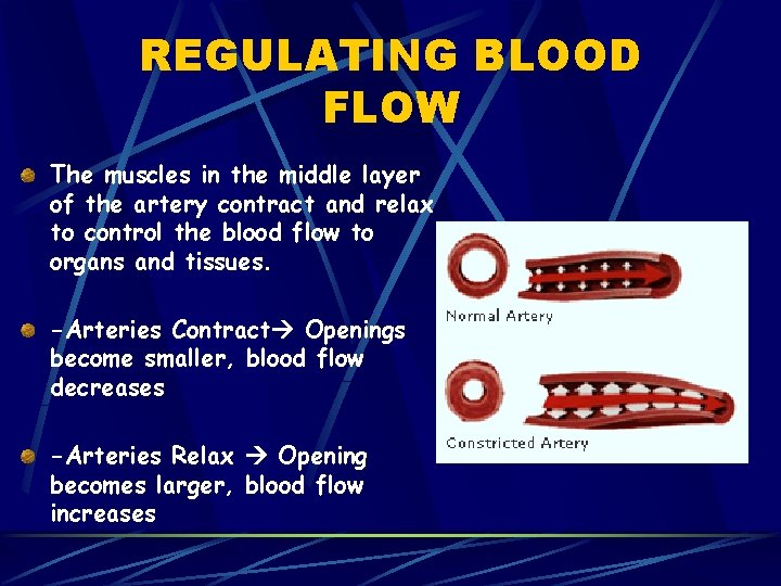REGULATING BLOOD FLOW The muscles in the middle layer of the artery contract and