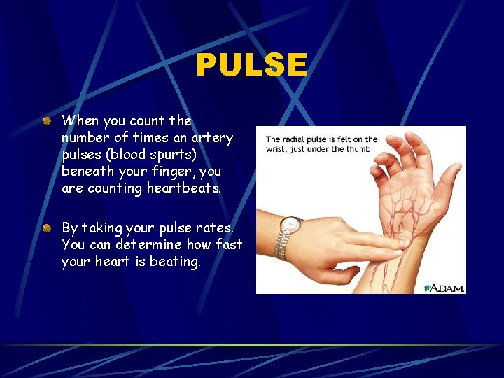 PULSE When you count the number of times an artery pulses (blood spurts) beneath