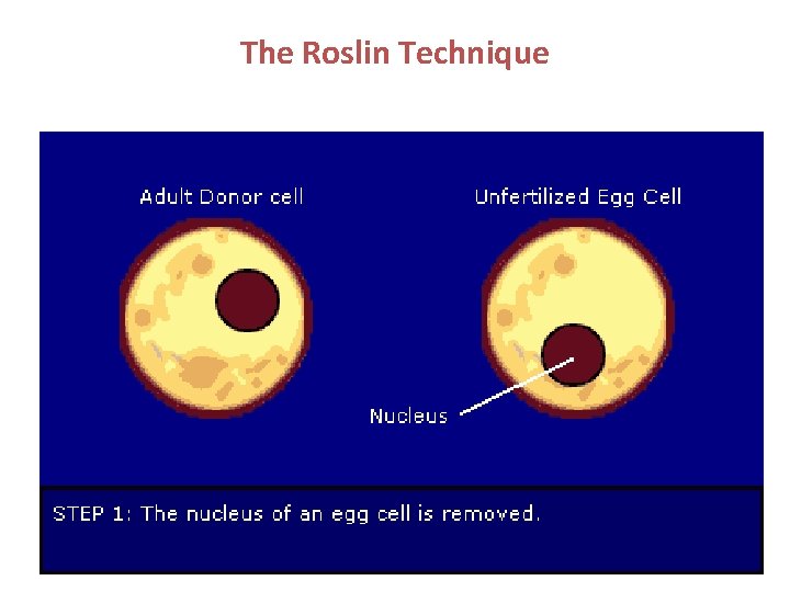 Biotechnology Preimplantation Diagnosis Cloning Transgenic
