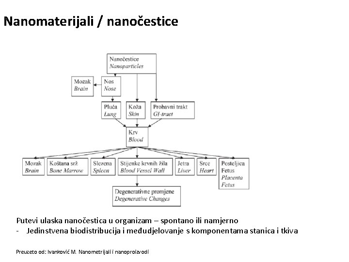 Nanomaterijali / nanočestice Putevi ulaska nanočestica u organizam – spontano ili namjerno - Jedinstvena