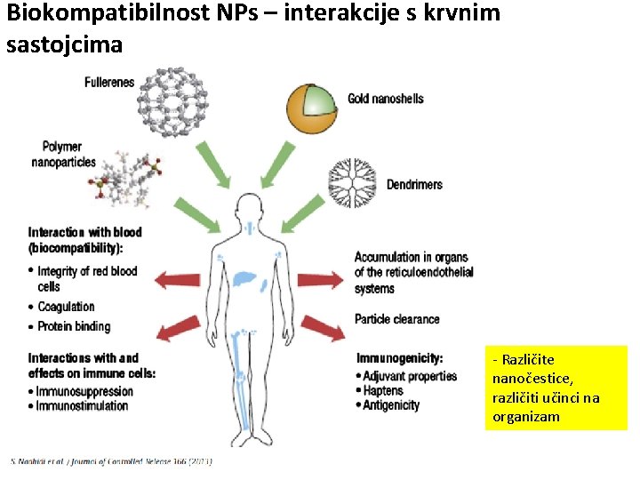 Biokompatibilnost NPs – interakcije s krvnim sastojcima - Različite nanočestice, različiti učinci na organizam
