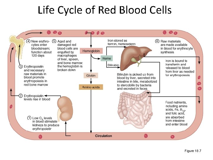 Life Cycle of Red Blood Cells Figure 18. 7 